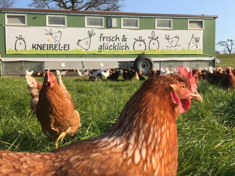 fb4e2714 af69 480a 9222 9c69ab38ce68 768x576