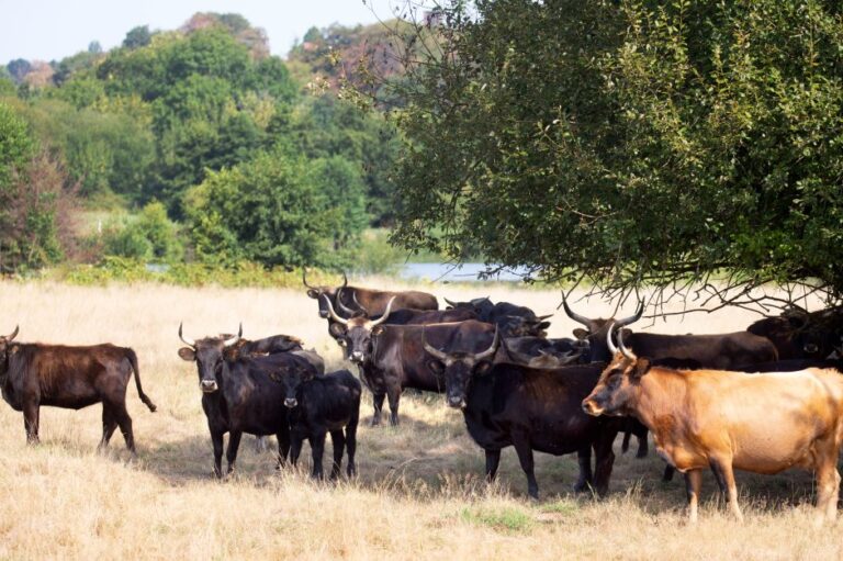 file71kd00kto6h18uv4vf5u 768x511